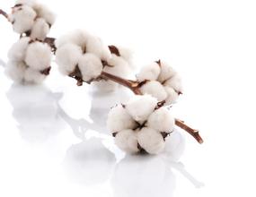 棉花的价格与哪些因素有关？这些因素对棉花价格的影响
